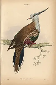 Lizars: Crested pigeon, Ocyphaps lophotes