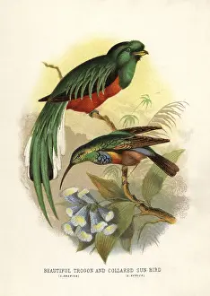 1817 1893: Crested quetzal, Pharomachrus antisianus, and