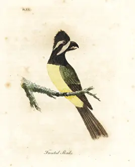 Shrike: Crested shriketit, Falcunculus frontatus