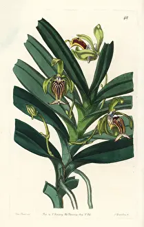 Cristata: Crested vanda orchid, Vanda cristata