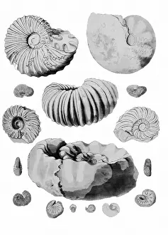 Gideon: Cretaceous Ammonites