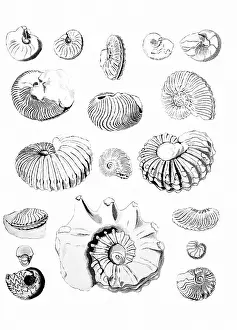 Gideon: Cretaceous Ammonites