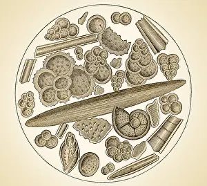 Gravesend: Cretaceous Chalk Fossils, Illustration