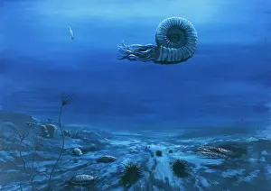 Ammonite: Cretaceous chalk seafloor