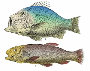 Paleontological: Cretaceous Fishes, Illustration