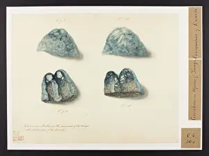 Lungs: Cretaceous Matter in the Summits of the Lungs