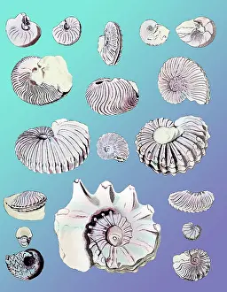 Downs: Cretaceous Nautili and Ammonite Fossils