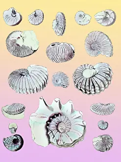Downs: Cretaceous Nautili and Ammonite Fossils