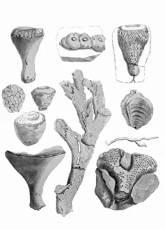 Gideon: Cretaceous Sponges