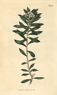 Couchman: Cretan daphne, Daphne oleoides