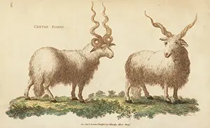 G. Kearsley: Cretan sheep, Ovis aries strepsiceros