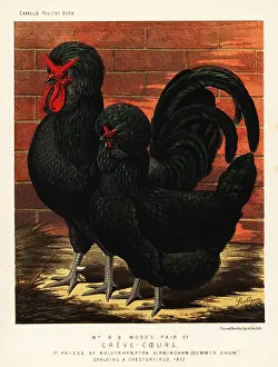 Fitzwilliam: Creve-coeur breed, endangered