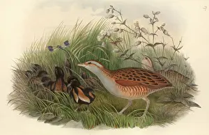 Locomotion: Crex crex, corncrake