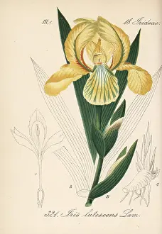 Schlechtendal: Crimean iris, Iris lutescens