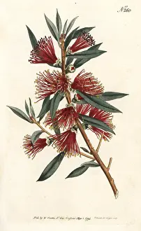 Sansom: Crimson bottlebrush, Callistemon citrinus