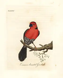 Grosbeak: Crimson-breasted grosbeak