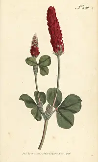 Stephen Couchman: Crimson clover, Trifolium incarnatum