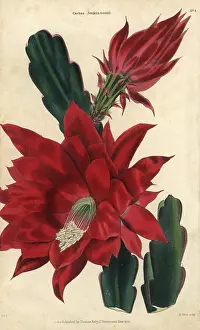 Mcintoshs: Crimson-flowered cactus, Disocactus jenkinsonii