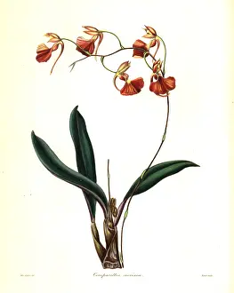 Coccinea: Crimson-flowered comparettia orchid, Comparettia coccinea