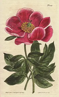 Monticola: Crimson-flowered peony, a native of the Levant