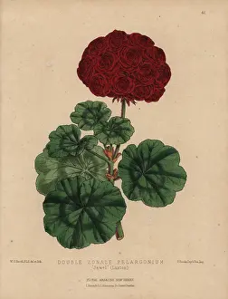 Laxton: Crimson geranium with large flowers, double-zonale