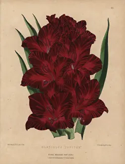 Dombrains: Crimson gladiolus, Gladiolus jupiter