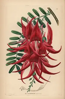 Puniceus: Crimson glory pea, Clianthus puniceus