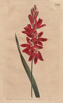 Patens: Crimson ixia or spreading-flower'd ixia with