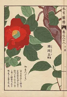Crimson Japanese mountain camellia, Yama tsubaki