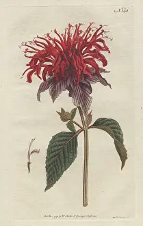 Didyma: Crimson monarda, Monarda didyma