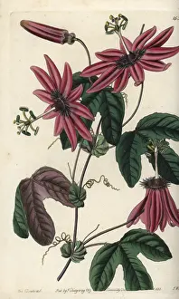Ridgway: Crimson passionflower, Passiflora kermesina