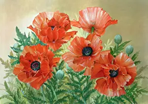 Crimson: Five Crimson Poppies