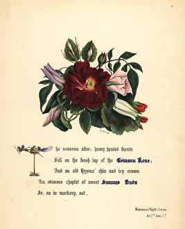 Rosebud: Crimson Rose (Midsummer Night's Dream)