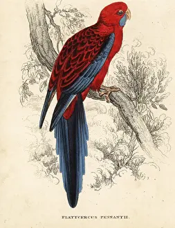 Rosella: Crimson rosella, Platycercus elegans