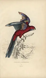 Elegans: Crimson rosella, Platycercus elegans
