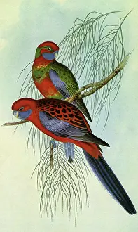 Elegans: Crimson Rosella, Platycercus elegans