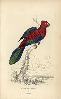 Elegans: Crimson rosella, Platycerus elegans