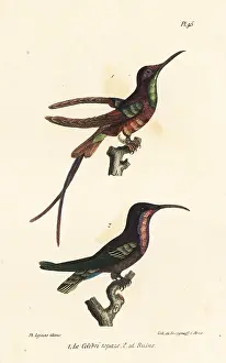 Archilochus: Crimson topaz and ruby-throated hummingbird