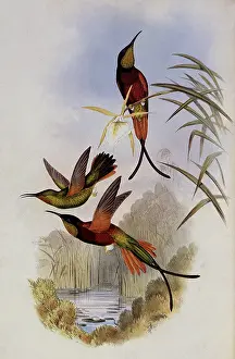 Topaz: Crimson Topaz, Topaz Pella