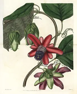 Ridgway: Crimson winged-stem passionflower, Passiflora alata