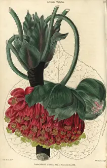 Mcintosh: Crimson and yellow flowered Wallich's astrapaea