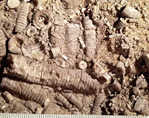 Crinoid: Crinoidal limestone