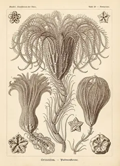 Glitsch: Crinoidea sea lilies
