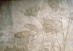Echinoderm: Crinoids