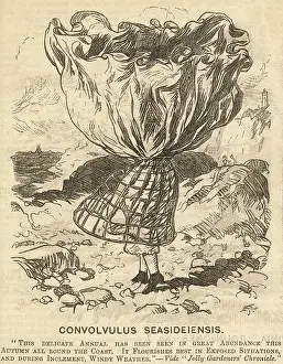 Crinolines: Crinoline in High Wind