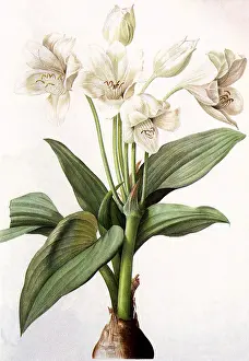 Leone: Crinum giganteum