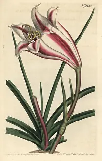 Ornata: Crinum ornatum