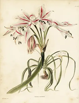 Crinum: Crinum ornatum