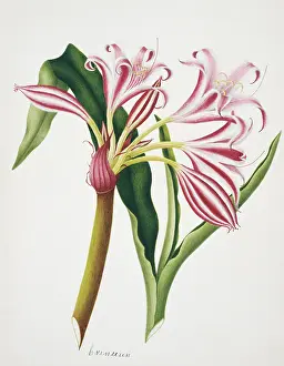 Crinum: Crinum sp. lily