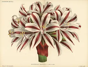 Horticole: Crinum stuhlmannii subsp. delagoense